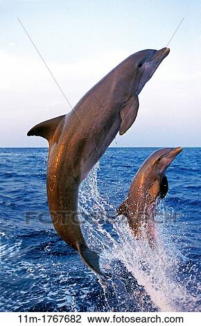 Bottlenose Dolphin, tursiops truncatus, Adults jumping, Coast near Honduras View Large Photo Image Stock Image - Bottlenose Dolphin, tursiops truncatus, Adults jumping, Coast near Honduras. Fotosearch