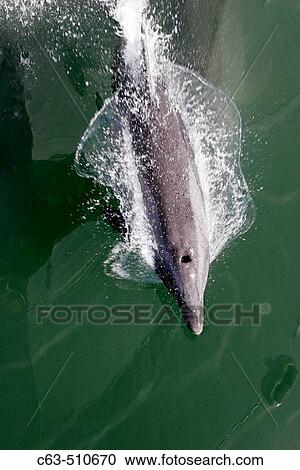 Bottlenose Dolphin (Tursiops truncatus) bow-riding near the Baja California Penninsula, Mexico. View Large Photo Image Stock Image - Bottlenose Dolphin (Tursiops truncatus) bow-riding near the Baja California Penninsula, Mexico.. Fotosearch