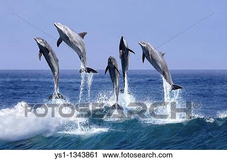 Stock Image - BOTTLENOSE DOLPHIN tursiops truncatus, GROUP LEAPING OUT OF THE WATER, HONDURAS. Fotosearch