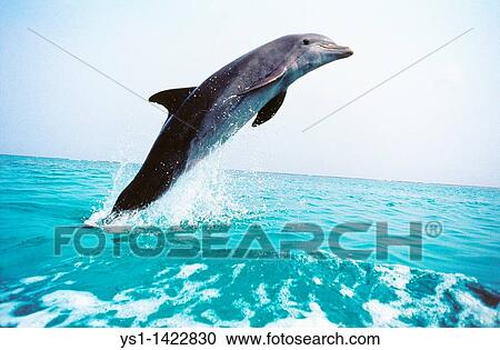 BOTTLENOSE DOLPHIN tursiops truncatus, ADULT LEAPING OUT OF WATER, HONDURAS View Large Photo Image Stock Image - BOTTLENOSE DOLPHIN tursiops truncatus, ADULT LEAPING OUT OF WATER, HONDURAS. Fotosearch