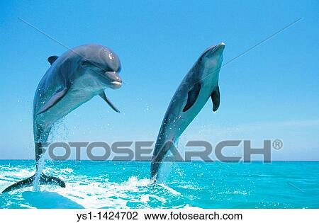 BOTTLENOSE DOLPHIN tursiops truncatus, PAIR LEAPING OUT OF WATER, HONDURAS View Large Photo Image Stock Image - BOTTLENOSE DOLPHIN tursiops truncatus, PAIR LEAPING OUT OF WATER, HONDURAS. Fotosearch