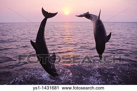 BOTTLENOSE DOLPHIN tursiops truncatus, PAIR LEAPING AT SUNSET, HONDURAS View Large Photo Image Stock Image - BOTTLENOSE DOLPHIN tursiops truncatus, PAIR LEAPING AT SUNSET, HONDURAS. Fotosearch