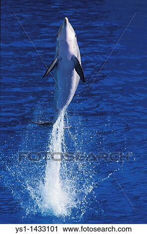 BOTTLENOSE DOLPHIN tursiops truncatus, ADULT LEAPING OUT OF WATER, HONDURAS View Large Photo Image Stock Image - BOTTLENOSE DOLPHIN tursiops truncatus, ADULT LEAPING OUT OF WATER, HONDURAS. Fotosearch