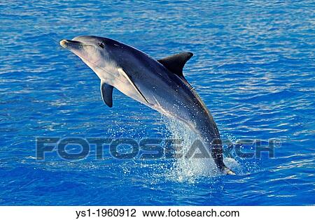 Bottlenose Dolphin, tursiops truncatus, Adult Leaping, America View Large Photo Image Stock Image - Bottlenose Dolphin, tursiops truncatus, Adult Leaping, America. Fotosearch