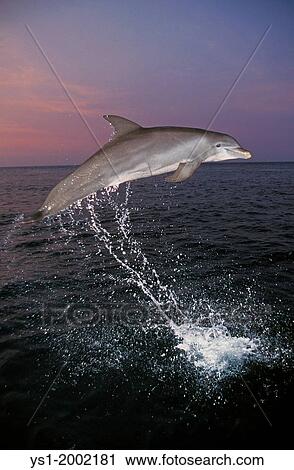 Bottlenose Dolphin, tursiops truncatus, Adult Leaping, Honduras. View Large Photo Image Stock Image - Bottlenose Dolphin, tursiops truncatus, Adult Leaping, Honduras.. Fotosearch