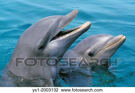 Bottlenose Dolphin, tursiops truncatus, Heads at Surface View Large Photo Image Stock Image - Bottlenose Dolphin, tursiops truncatus, Heads at Surface. Fotosearch