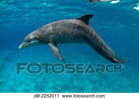 bottlenose dolphin (tursiops truncatus) captive, Cozumel Mexico. View Large Photo Image Stock Image - bottlenose dolphin (tursiops truncatus) captive, Cozumel Mexico.. Fotosearch