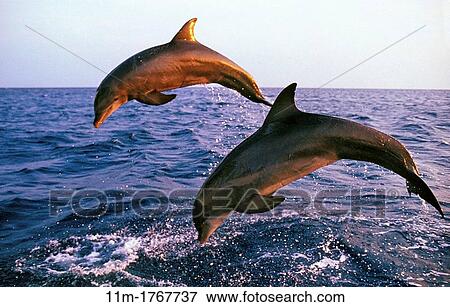 Bottlenose Dolphin, tursiops truncatus, Adults jumping, Coast near Honduras View Large Photo Image Stock Photo - Bottlenose Dolphin, tursiops truncatus, Adults jumping, Coast near Honduras. Fotosearch