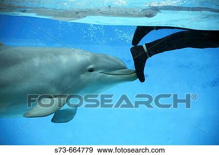 Bottlenose Dolphin (Tursiops truncatus) View Large Photo Image Stock Photo - Bottlenose Dolphin (Tursiops truncatus). Fotosearch
