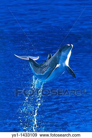 BOTTLENOSE DOLPHIN tursiops truncatus, ADULT LEAPING OUT OF WATER, HONDURAS View Large Photo Image Stock Photo - BOTTLENOSE DOLPHIN tursiops truncatus, ADULT LEAPING OUT OF WATER, HONDURAS. Fotosearch