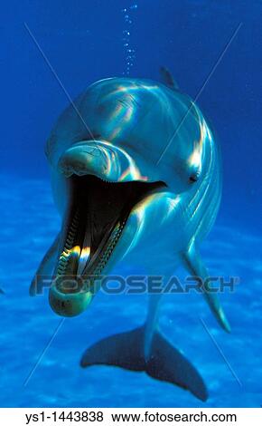 BOTTLENOSE DOLPHIN tursiops truncatus, ADULT WITH OPEN MOUTH, UNDERWATER VIEW View Large Photo Image Stock Photo - BOTTLENOSE DOLPHIN tursiops truncatus, ADULT WITH OPEN MOUTH, UNDERWATER VIEW. Fotosearch
