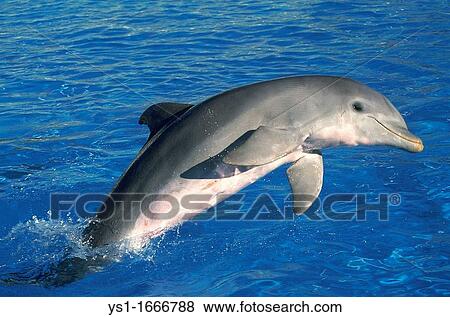 Bottlenose Dolphin, tursiops truncatus, Adult Jumping View Large Photo Image Stock Photo - Bottlenose Dolphin, tursiops truncatus, Adult Jumping. Fotosearch