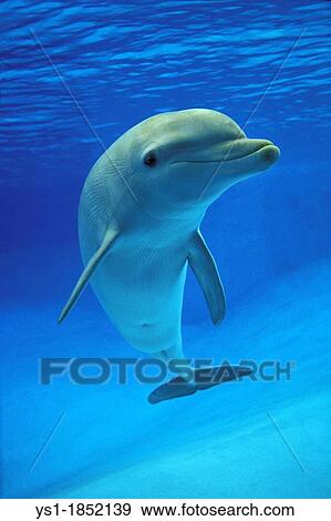 Bottlenose Dolphin, tursiops truncatus View Large Photo Image Stock Photo - Bottlenose Dolphin, tursiops truncatus. Fotosearch
