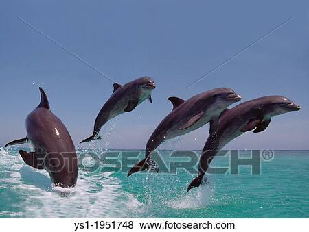 Stock Photo - Bottlenose Dolphin, tursiops truncatus, Group Leaping, Honduras.. Fotosearch
