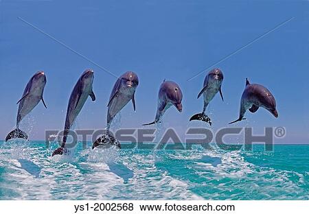 Bottlenose Dolphin, tursiops truncatus, Group Leaping, Honduras. View Large Photo Image Stock Photo - Bottlenose Dolphin, tursiops truncatus, Group Leaping, Honduras.. Fotosearch