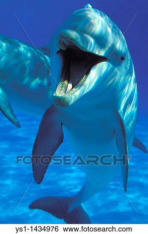 Stock Photograph - BOTTLENOSE DOLPHIN tursiops truncatus, ADULT, UNDERWATER VIEW, HONDURAS. Fotosearch