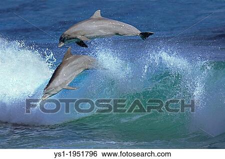 Bottlenose Dolphin, tursiops truncatus, Pair Leaping in Waves, Honduras. View Large Photo Image Stock Photograph - Bottlenose Dolphin, tursiops truncatus, Pair Leaping in Waves, Honduras.. Fotosearch