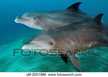 bottlenose dolphin (tursiops truncatus) captive, Cozumel Mexico. View Large Photo Image Stock Photograph - bottlenose dolphin (tursiops truncatus) captive, Cozumel Mexico.. Fotosearch