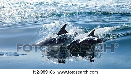Stock Photography - Bottlenose Dolphin. Tursiops truncatus. Oman. Persian Gulf. Arabia. Middle East.. Fotosearch