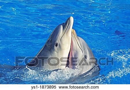 Bottlenose Dolphin, tursiops truncatus, Funny Attitude View Large Photo Image Stock Photography - Bottlenose Dolphin, tursiops truncatus, Funny Attitude. Fotosearch