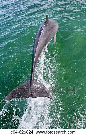 Picture - Bottlenosed dolphin (Tursiops truncatus). Baja California. Mexico. Fotosearch