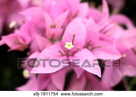 BOUGAINVILLEA, BARBARA KARST, Plant of Asia View Large Photo Image Picture - BOUGAINVILLEA, BARBARA KARST, Plant of Asia. Fotosearch