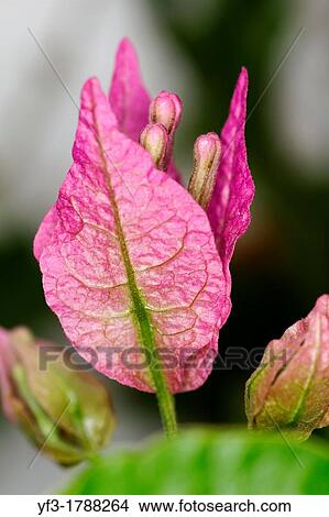 Bougainvillea, Bougainvillea glabra, Spain. View Large Photo Image Picture - Bougainvillea, Bougainvillea glabra, Spain.. Fotosearch