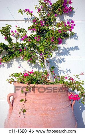 Stock Photography - Bougainvillea, oceania club, halkidiki, macedonia, central greece, europe. Fotosearch