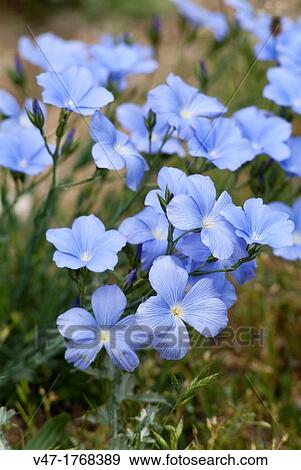 Bouquet of Linum narbonense in a meadow of the Universal Mounts, Sierra de Albarracin, Guadalajara, Spain, Europe View Large Photo Image Stock Photo - Bouquet of Linum narbonense in a meadow of the Universal Mounts, Sierra de Albarracin, Guadalajara, Spain, Europe. Fotosearch
