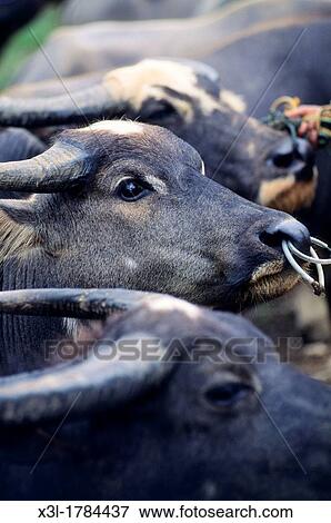 Bovl market Tana Toraja Sulawesi Indonesia View Large Photo Image Stock Photo - Bovl market Tana Toraja Sulawesi Indonesia. Fotosearch