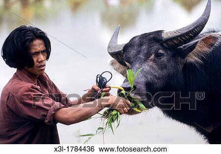 Bovl market Tana Toraja Sulawesi Indonesia View Large Photo Image Stock Photograph - Bovl market Tana Toraja Sulawesi Indonesia. Fotosearch