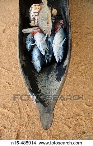 Bow of old dugout canoe (pirogue) filled with the morning's catch of tuna and other fish, Masoala Peninsula, Antongil Bay, Madagascar View Large Photo Image Picture - Bow of old dugout canoe (pirogue) filled with the morning's catch of tuna and other fish, Masoala Peninsula, Antongil Bay, Madagascar. Fotosearch