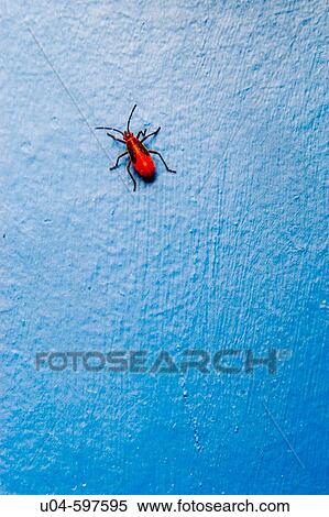 Stock Photography - Box elder bug (Leptocoris trivittatus). Fotosearch