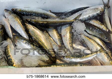 box of fresh sardines on ice View Large Photo Image Picture - box of fresh sardines on ice. Fotosearch