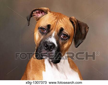 Boxer: breed of dog View Large Photo Image Stock Image - Boxer: breed of dog. Fotosearch