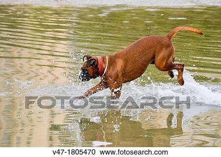 Boxer dog playing in the pond, Valencia, Spain, Europe View Large Photo Image Stock Image - Boxer dog playing in the pond, Valencia, Spain, Europe. Fotosearch
