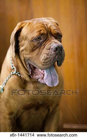 Boxer View Large Photo Image Picture - Boxer. Fotosearch