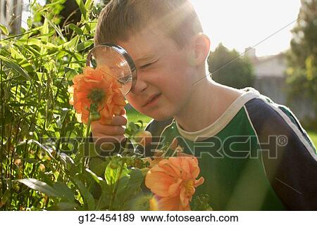 Boy, age five, uses magnifying glass to look at various plants. View Large Photo Image Stock Photo - Boy, age five, uses magnifying glass to look at various plants.. Fotosearch