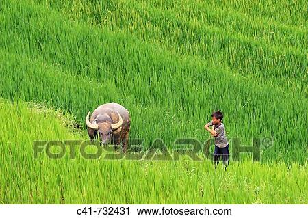 Boy and buffalo in the mountains of Lao Cai, Vietnam View Large Photo Image Stock Image - Boy and buffalo in the mountains of Lao Cai, Vietnam. Fotosearch
