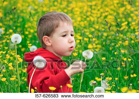 Boy blowing Dandelion (Taraxacum officiale) seeds in a field, in spring. Loewenzahn, Gossau ZH, Zuerich, Switzerland View Large Photo Image Stock Image - Boy blowing Dandelion (Taraxacum officiale) seeds in a field, in spring. Loewenzahn, Gossau ZH, Zuerich, Switzerland. Fotosearch