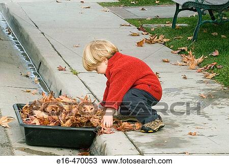 Boy collecting leaves View Large Photo Image Stock Image - Boy collecting leaves. Fotosearch