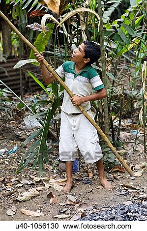Boy cutting cacao from tree View Large Photo Image Stock Image - Boy cutting cacao from tree. Fotosearch