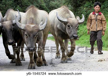 Boy drives buffalo along high mountain road near Sapa Vietnam View Large Photo Image Picture - Boy drives buffalo along high mountain road near Sapa Vietnam. Fotosearch