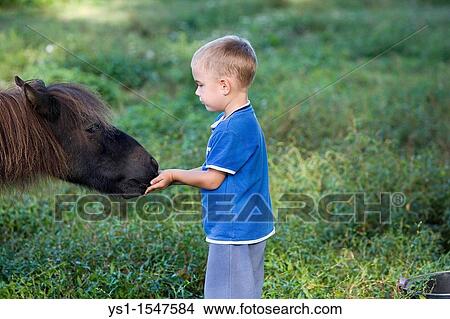 Boy Feeding his Falabella Pony, Normandy View Large Photo Image Picture - Boy Feeding his Falabella Pony, Normandy. Fotosearch
