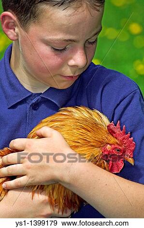 Boy holding a Cockerel View Large Photo Image Stock Photo - Boy holding a Cockerel. Fotosearch