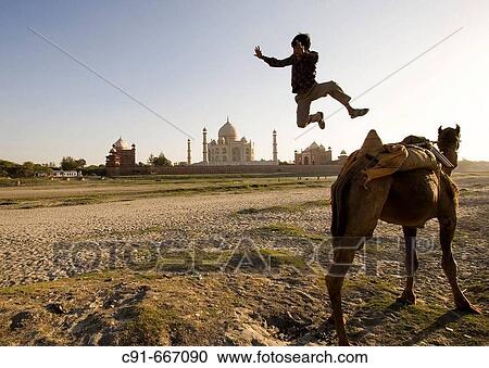 Boy jumping from camel with Taj Mahal in background, Agra. Uttar Pradesh, India View Large Photo Image Stock Image - Boy jumping from camel with Taj Mahal in background, Agra. Uttar Pradesh, India. Fotosearch