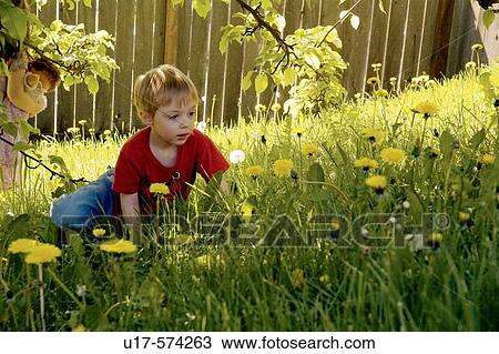 Stock Image - Boy looking at dandelions in shade under a tree.. Fotosearch