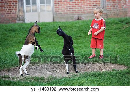 BOY LOOKING AT FIGHTING GOATS, CERZA ZOOLOGICAL PARK IN NORMANDY View Large Photo Image Stock Image - BOY LOOKING AT FIGHTING GOATS, CERZA ZOOLOGICAL PARK IN NORMANDY. Fotosearch