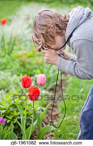 Boy photographing tulips in the garden. View Large Photo Image Stock Image - Boy photographing tulips in the garden.. Fotosearch