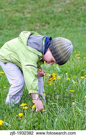 Stock Image - Boy picking dandelion early in the spring.. Fotosearch